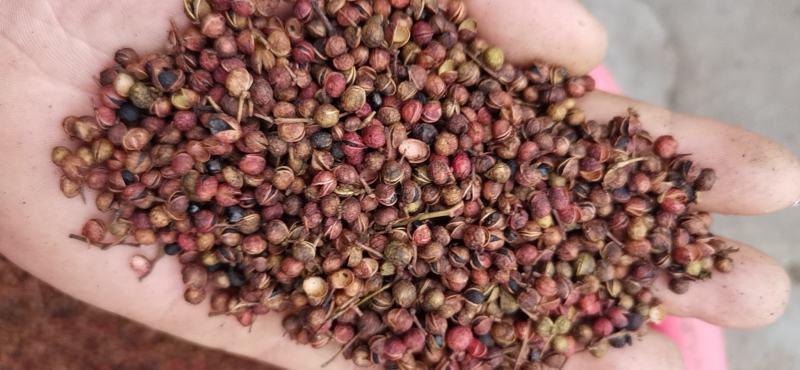花椒红花椒特级配货一级二级
