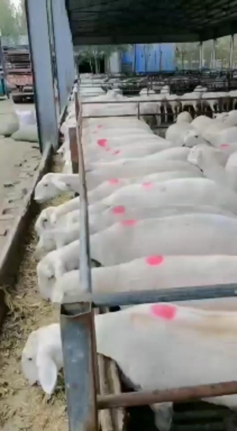 各种品种羊大量供应！长势快出肉率高抗病能力强！