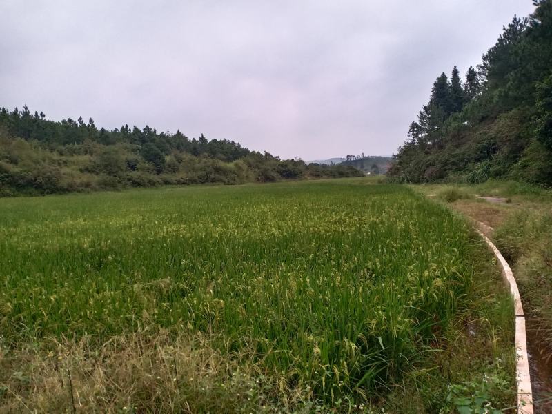 山区种植优质晚稻稻谷
