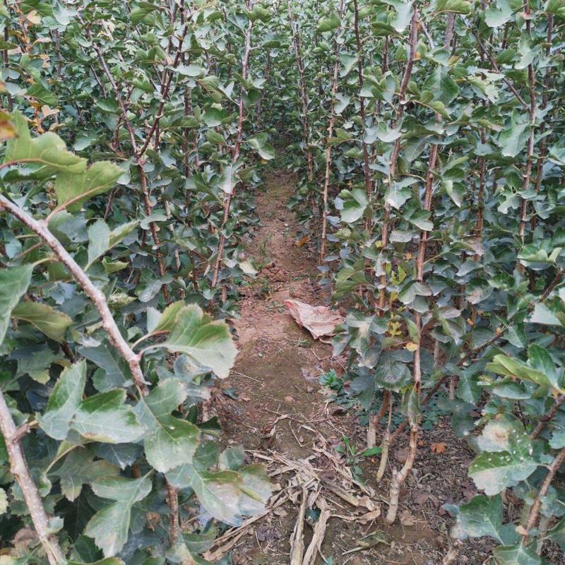 甜红子山楂苗产地直发保品种包技术规格齐全河北苗圃