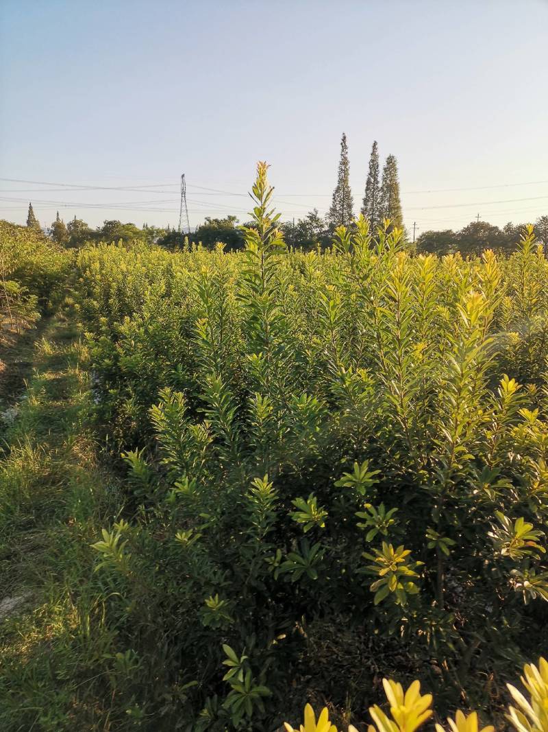 慈溪市荸荠种杨梅树，