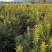 慈溪市荸荠种杨梅树，