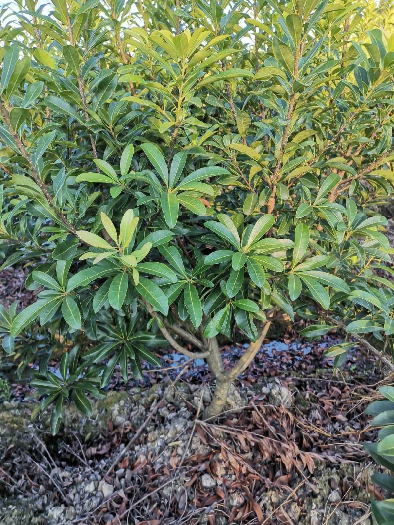 慈溪市荸荠种杨梅树，