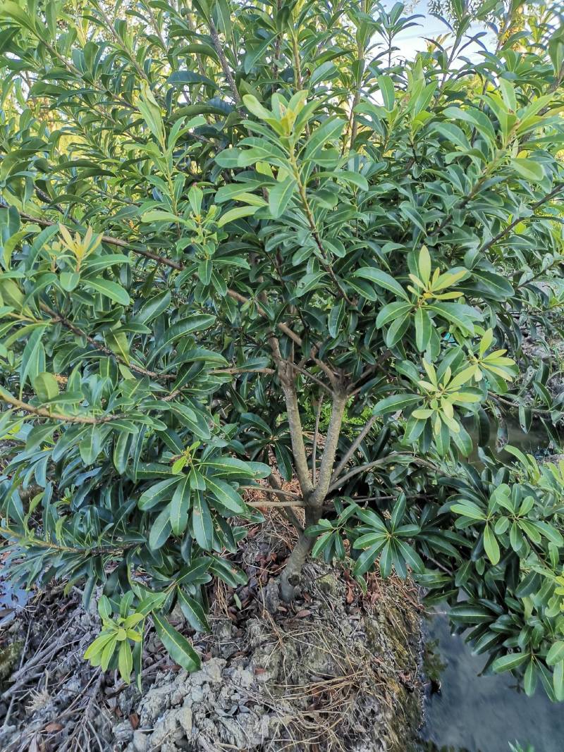 慈溪市荸荠种杨梅树，
