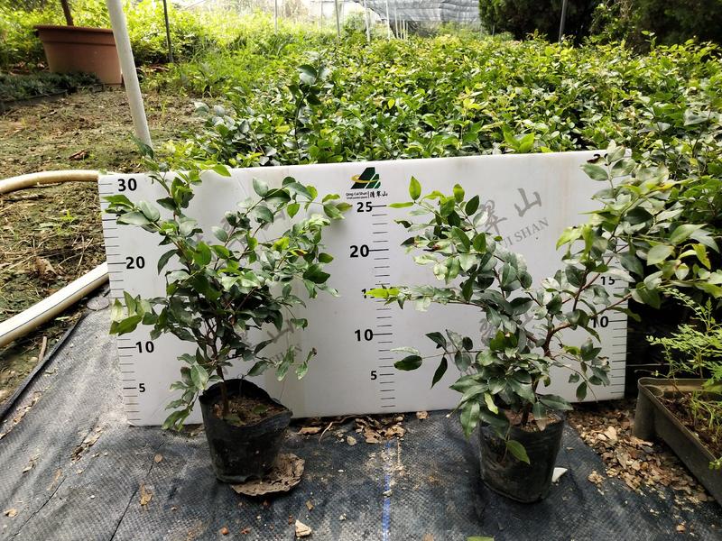 沙巴嘉宝果种苗2年苗树葡萄营养袋苗庭院盆栽地栽苗木