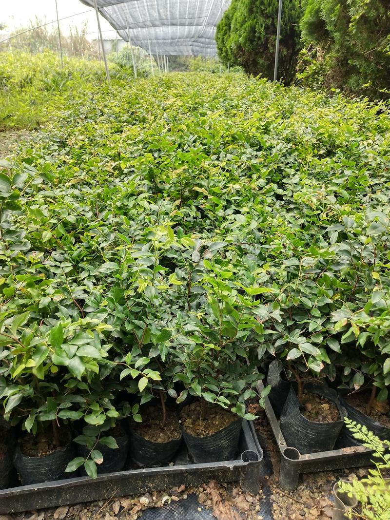 沙巴嘉宝果种苗2年苗树葡萄营养袋苗庭院盆栽地栽苗木