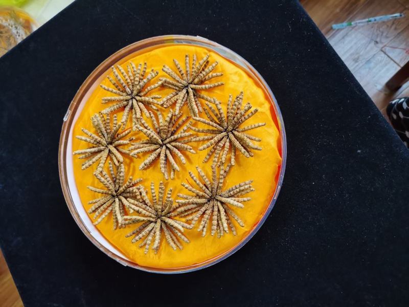 降价处理冬虫夏草推销