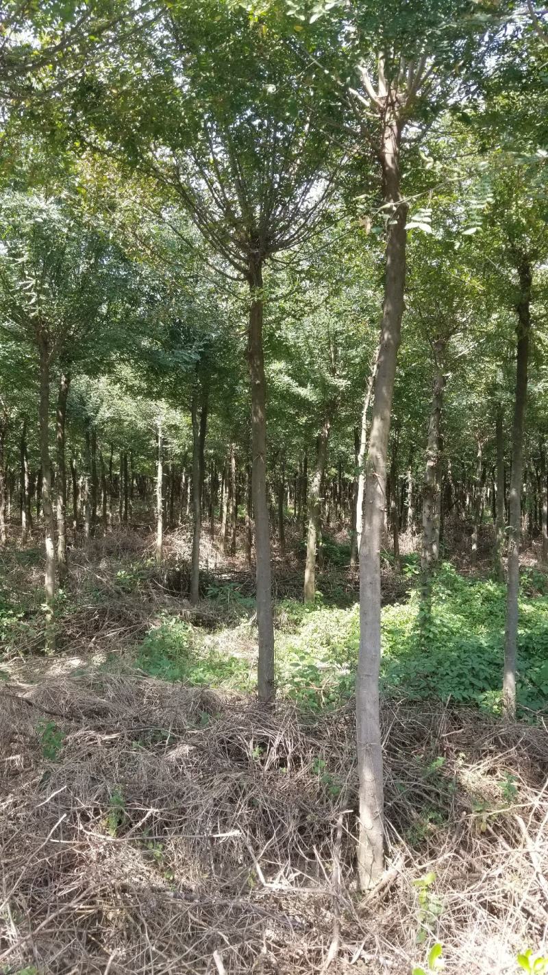 皂角树8～12公分海量供应