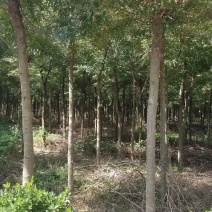 皂角树8～12公分海量供应