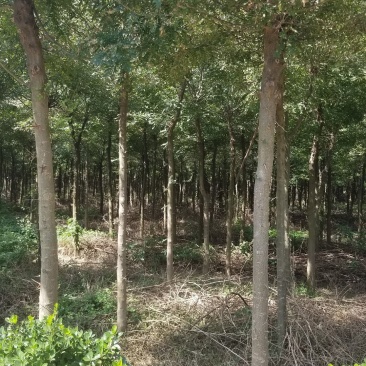 皂角树8～12公分海量供应