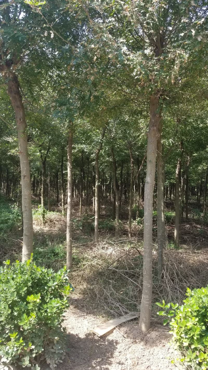 皂角树8～12公分海量供应