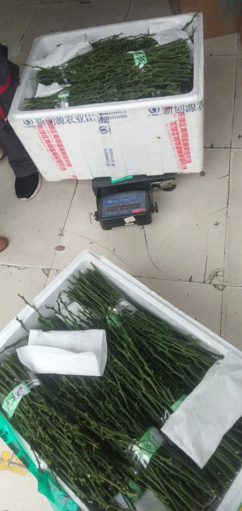 黄美人柑橘枝条，100亩黄美人种植基欢迎实地考察。包邮