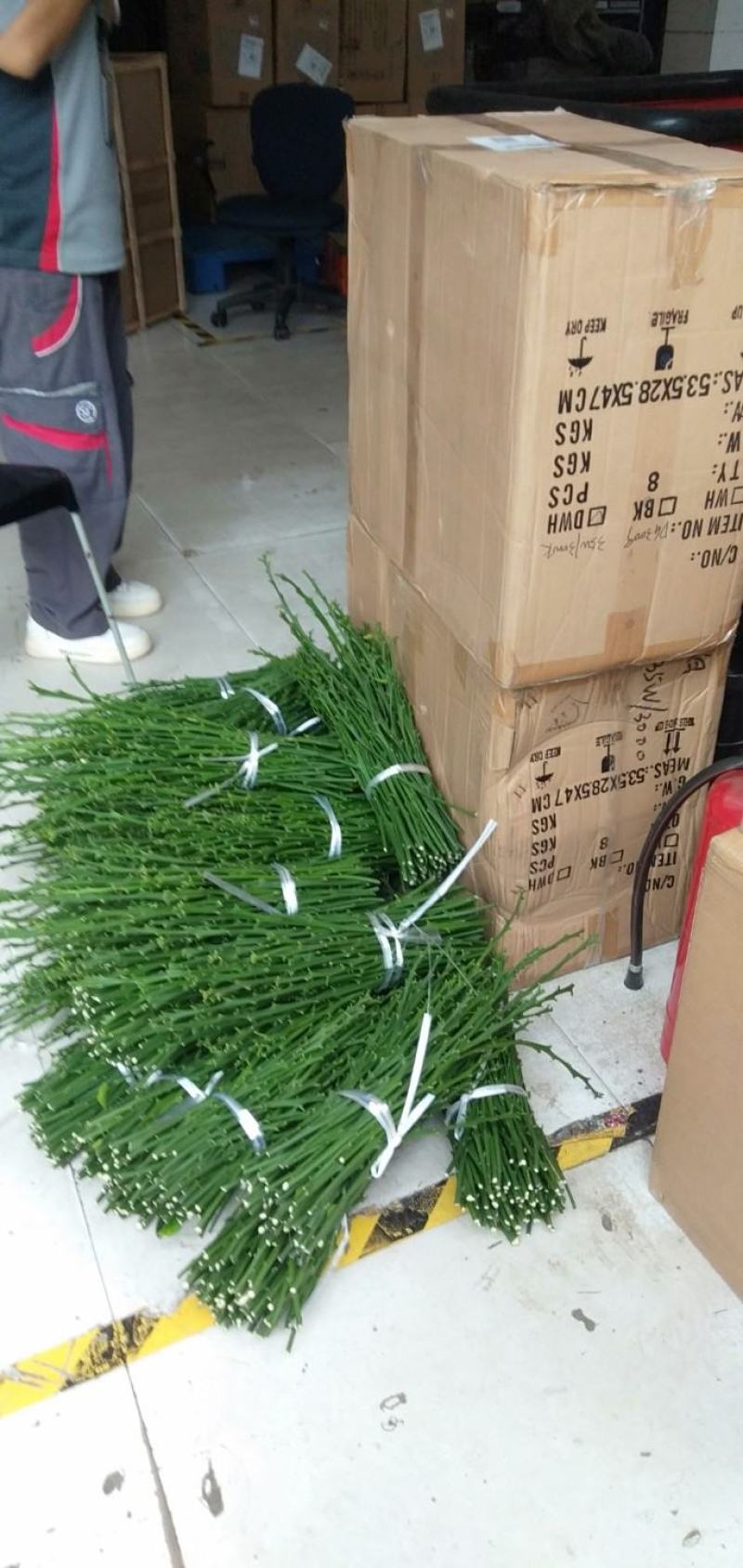 黄美人柑橘枝条，100亩黄美人种植基欢迎实地考察。包邮