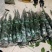 黄美人柑橘枝条，100亩黄美人种植基欢迎实地考察。包邮
