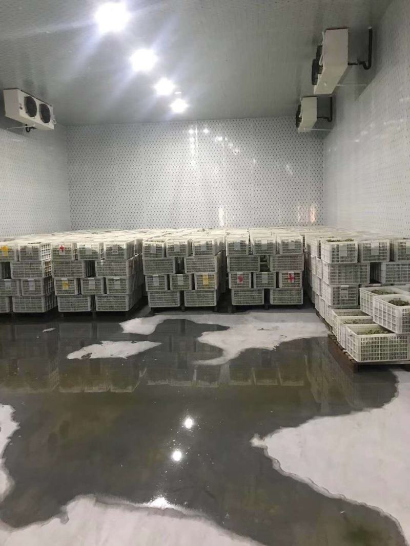 75绿宝石大版毛豆产地直供，品质可靠，欢迎采购，畅销全国