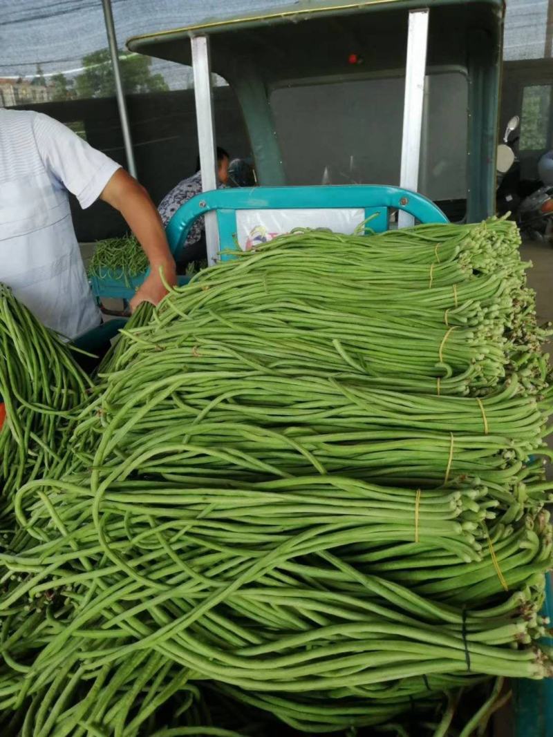 精选长豆角/豇豆上市中，质量可靠，颜色绿，欢迎客商采购