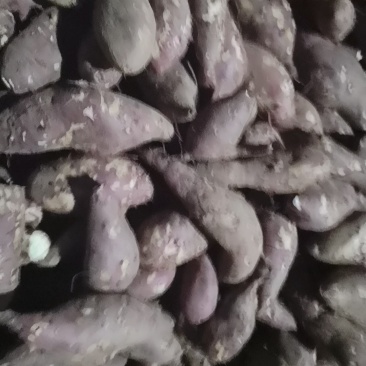 山东特产烟薯25，，，，