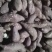 山东特产烟薯25，，，，