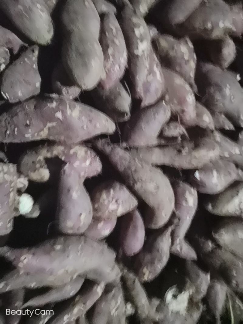山东特产烟薯25，，，，