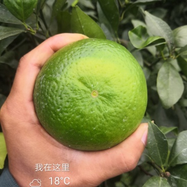 皇帝柑广西象州县少量上市了