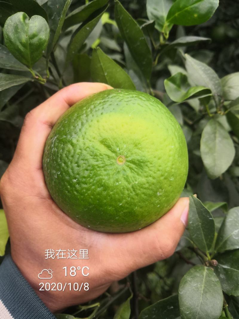 皇帝柑广西象州县少量上市了