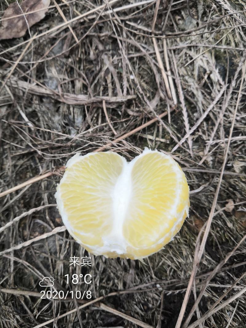 皇帝柑广西象州县少量上市了