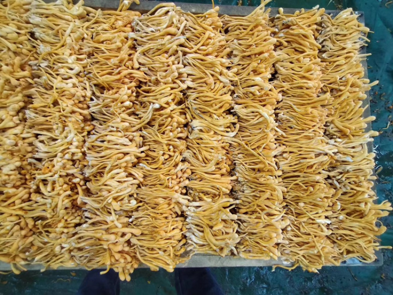 虫草花干货无硫新货500克包邮精排草孢子头产地批发