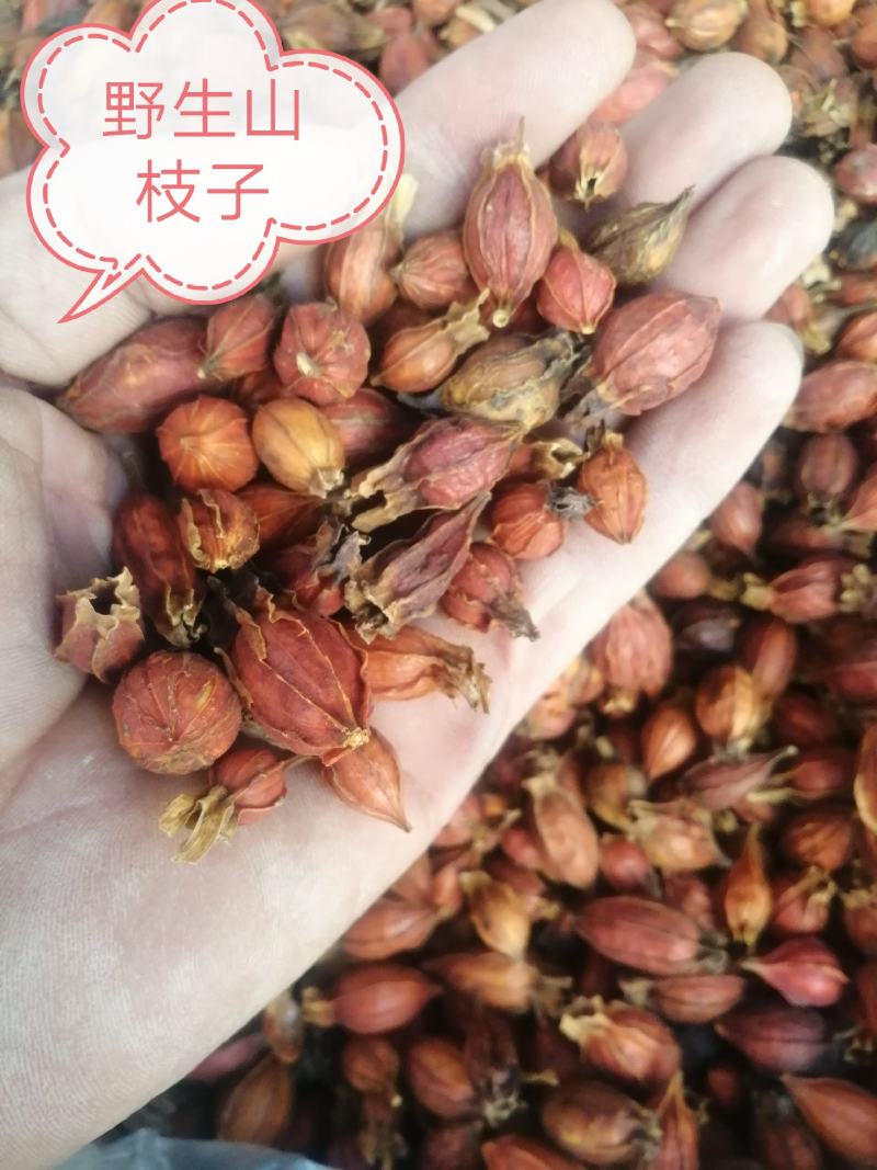 山栀子，江西省栀子干货，干度好颜色漂亮，大货供应