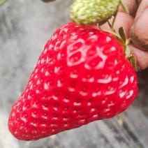 赵屯草莓，红颜、章姬等各种规格