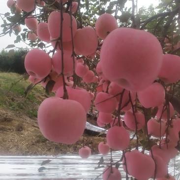 山东精品红富士苹果大量上市又大又红又甜又脆欢迎来电