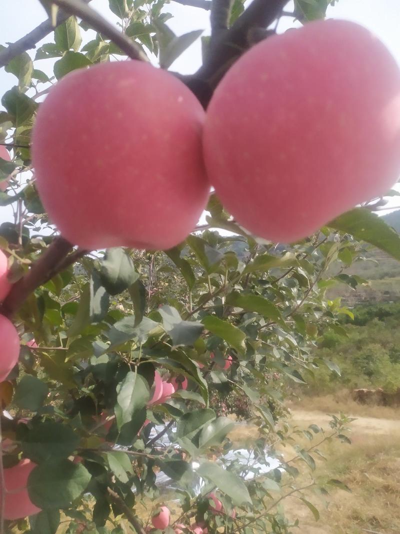 山东精品红富士苹果大量上市又大又红又甜又脆欢迎来电