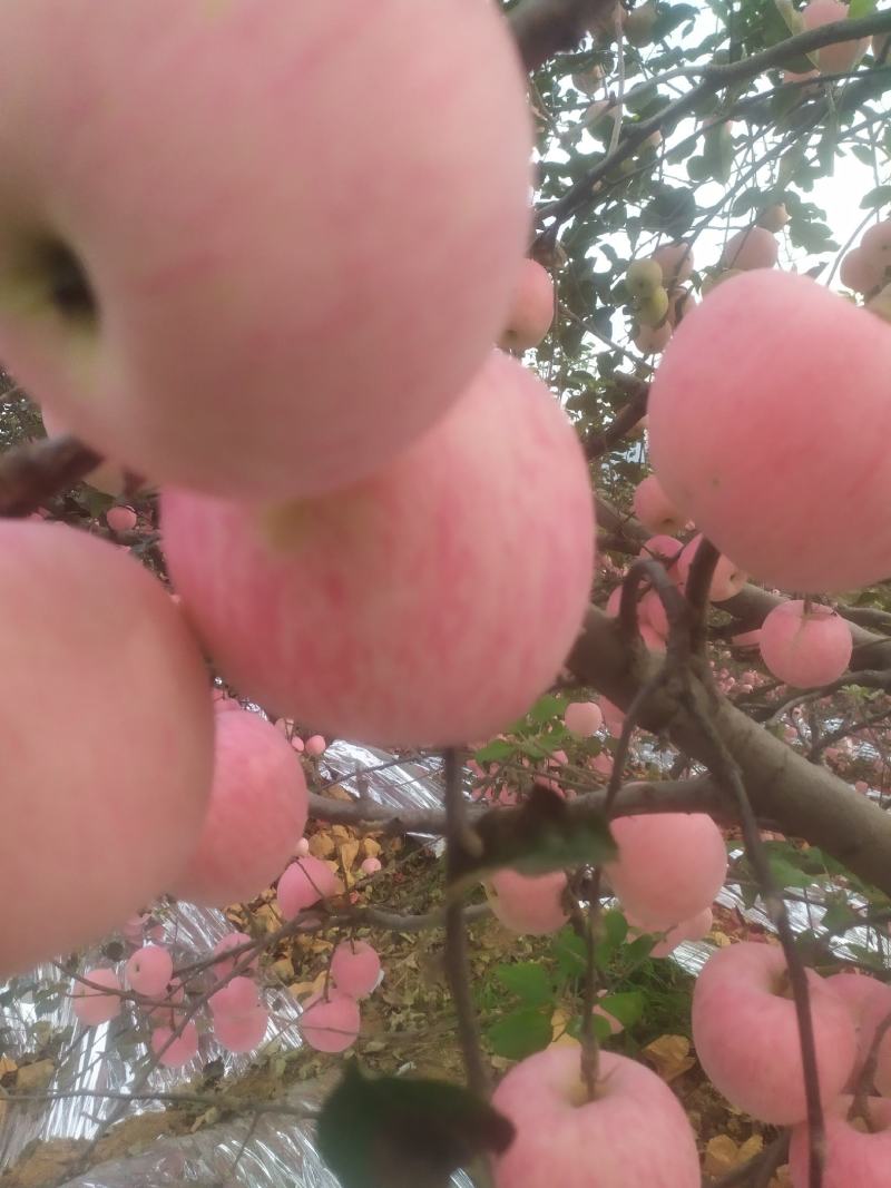 山东精品红富士苹果大量上市又大又红又甜又脆欢迎来电