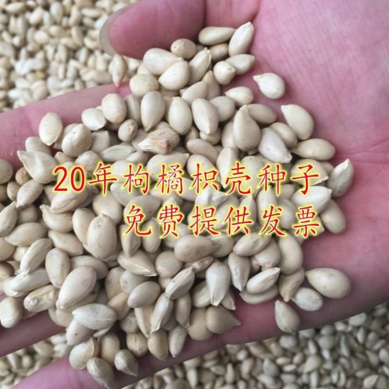 新采枸橘种子枳壳种子枸桔积壳籽橘子红橘种子嫁接砖木带刺篱