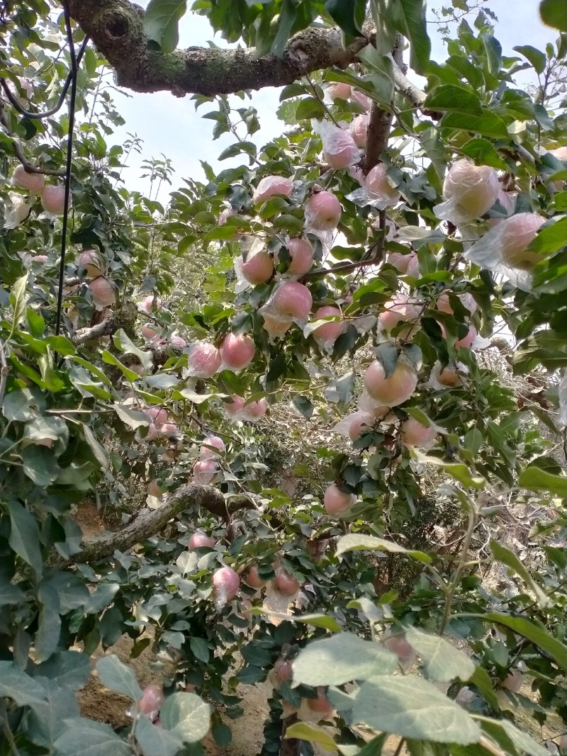 山东苹果红富士苹果膜袋，纸袋大量上市货源充足量大从优