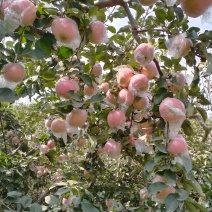 红富士苹果膜袋，纸袋大量上市