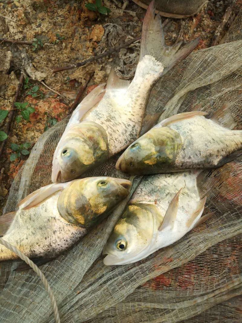 大头鱼苗，花鲢鱼苗，胖头鱼苗，鳙鱼苗，缩骨大头鱼苗，