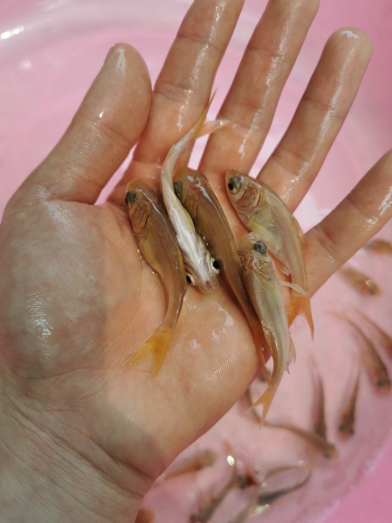 大头鱼苗，花鲢鱼苗，胖头鱼苗，鳙鱼苗，缩骨大头鱼苗，