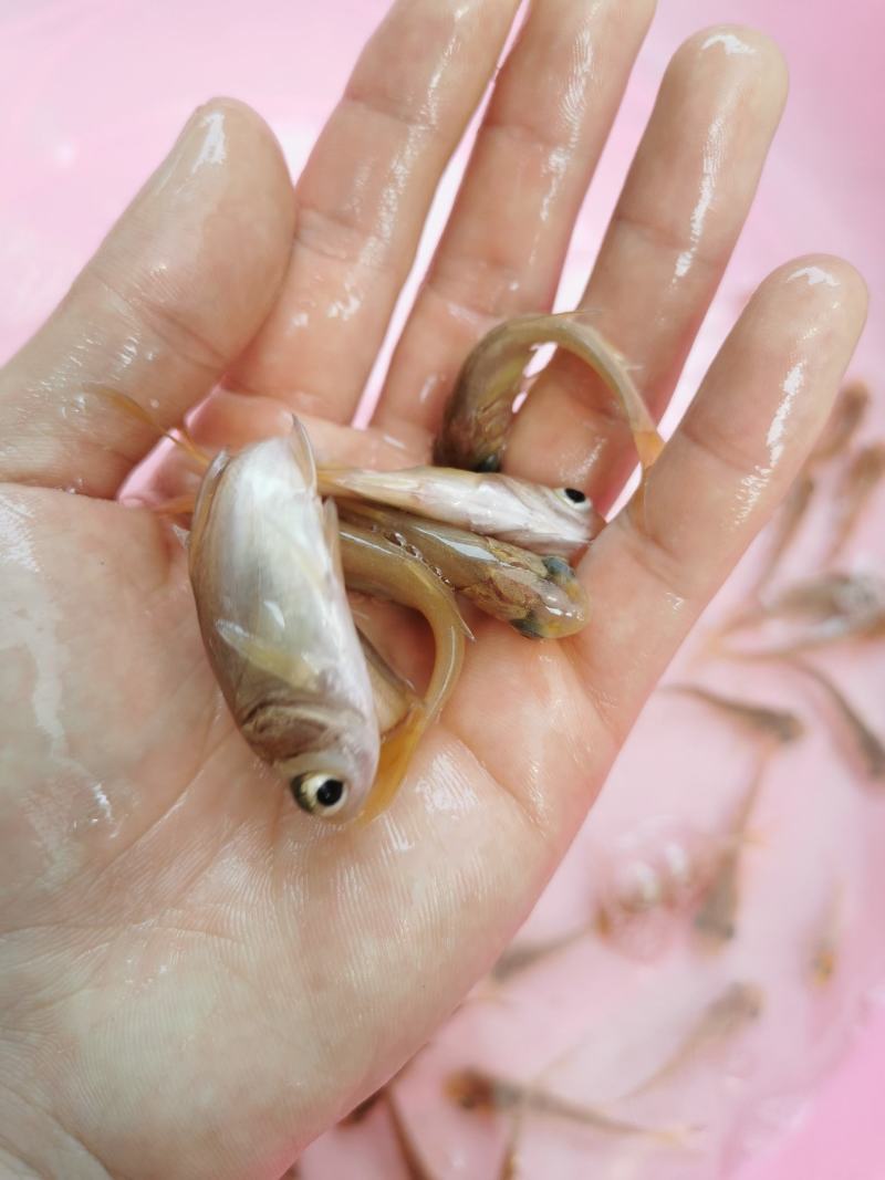 大头鱼苗，花鲢鱼苗，胖头鱼苗，鳙鱼苗，缩骨大头鱼苗，