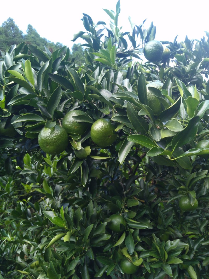 顺昌县原芦柑个头大甜度好，果面光滑，采购货品，祝各位老板