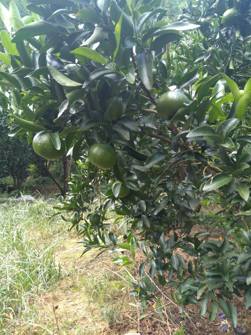 顺昌县原芦柑个头大甜度好，果面光滑，采购货品，祝各位老板