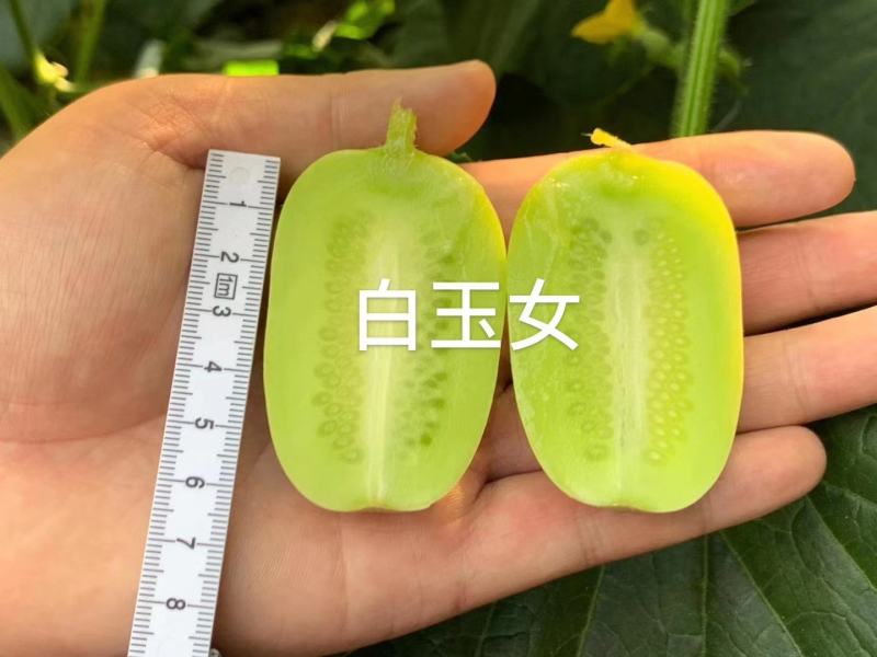 现货供应精品金童玉女小黄瓜