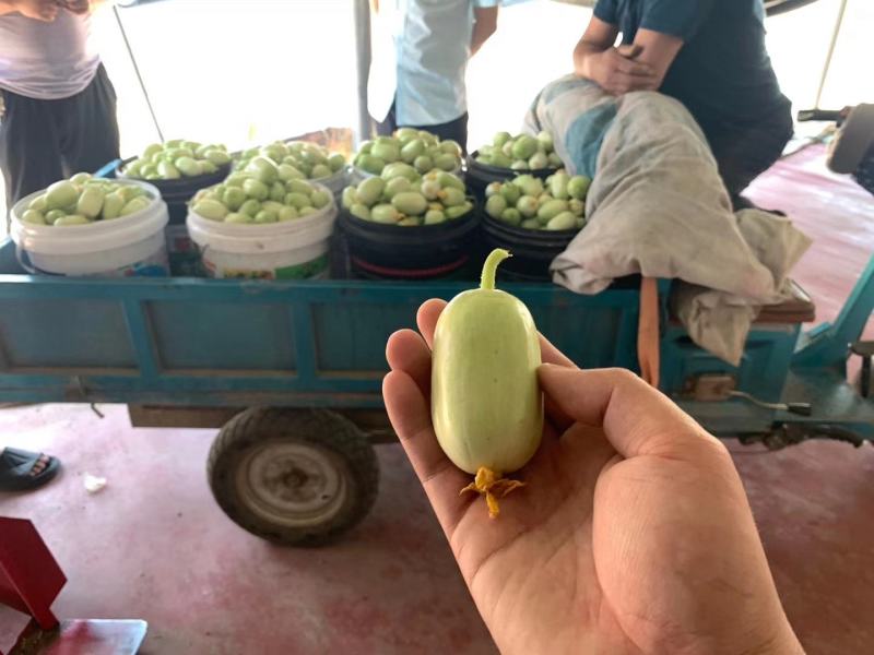 现货供应精品金童玉女小黄瓜