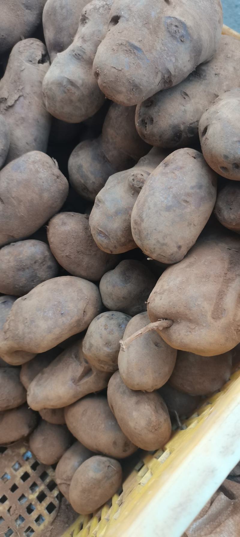 高山土豆黄皮黄心红土地