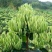 湘蕾金银花嫁接苗（湖南金银花之乡产地）全国包邮