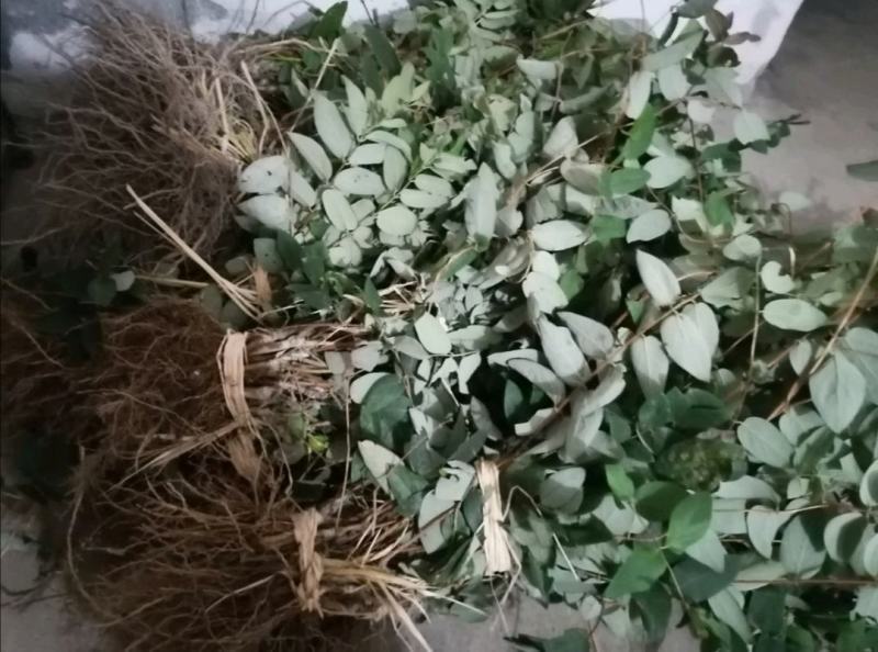 湘蕾金银花嫁接苗（湖南金银花之乡产地）全国包邮