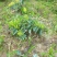 湘蕾金银花嫁接苗（湖南金银花之乡产地）全国包邮