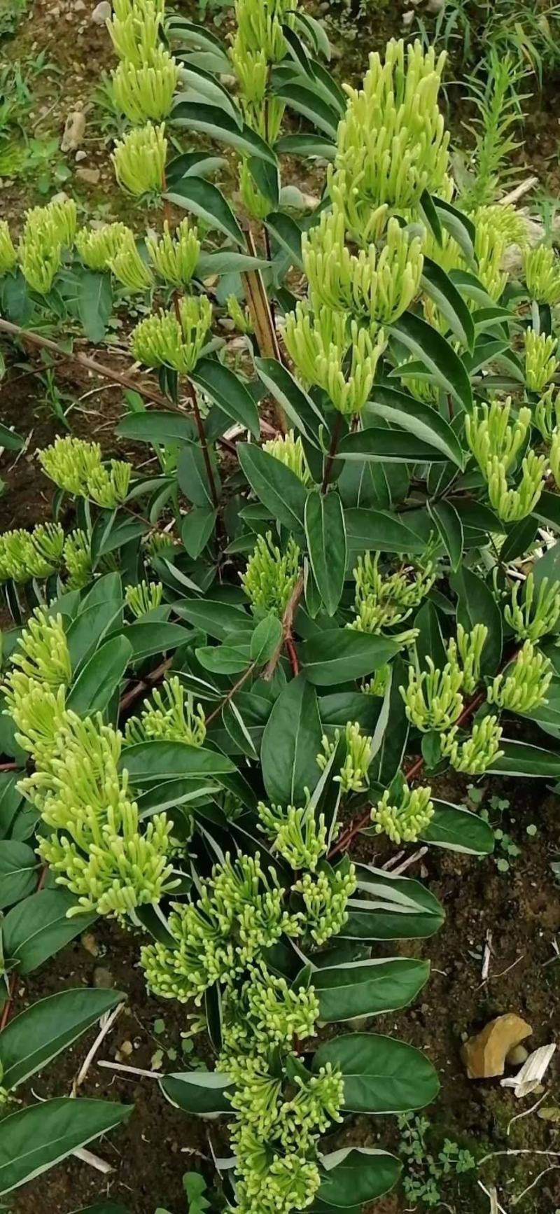 湘蕾金银花嫁接苗（湖南金银花之乡产地）全国包邮