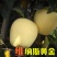 苹果树苗品种栖霞苹果红富士金帅灵宝国光乔纳金果嘎啦