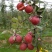 苹果树苗品种栖霞苹果红富士金帅灵宝国光乔纳金果嘎啦