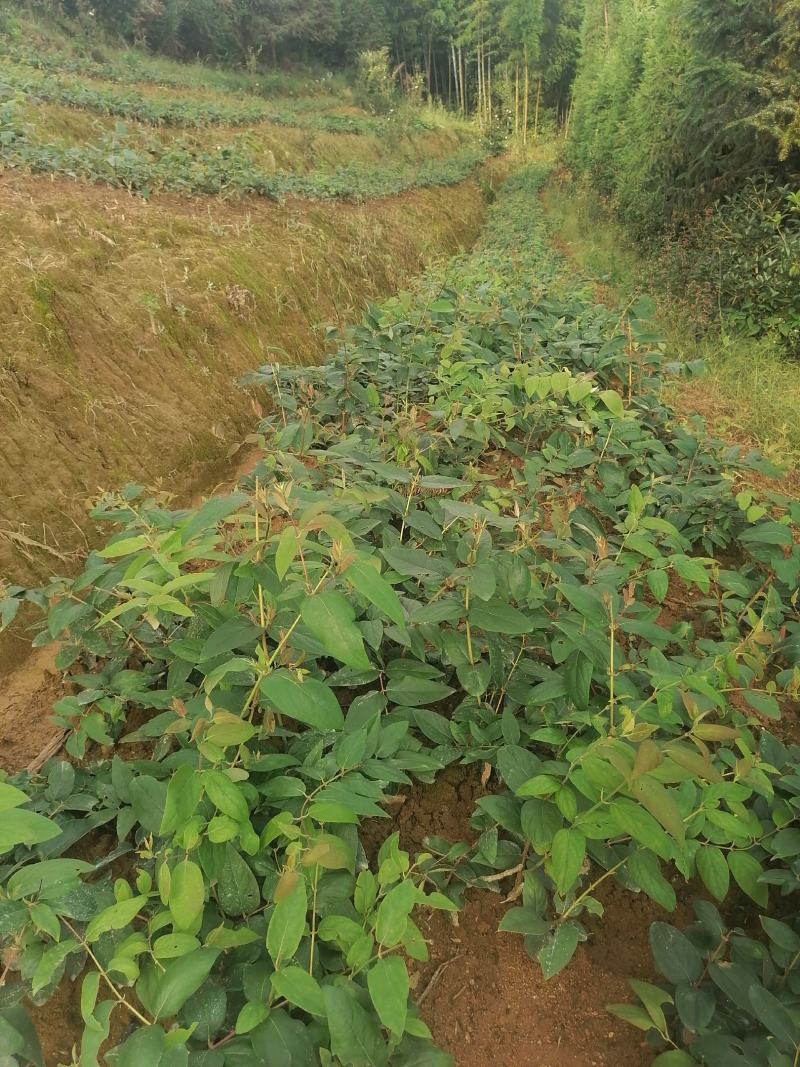 金银花1号花王嫁接苗（湖南金银花之乡原产地）